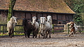 P0000122-Islandfohlen2015-03-07_17-11-14P30721492015-03-07_13-05-061_632_KB.JPG