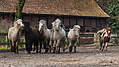 P0000124-Islandfohlen2015-03-07_17-11-37P30721512015-03-07_13-05-061_537_KB.JPG