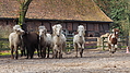 P0000125-Islandfohlen2015-03-07_17-12-14P30721522015-03-07_13-05-061_960_KB.JPG