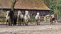 P0000126-Islandfohlen2015-03-07_17-12-44P30721532015-03-07_13-05-062_432_KB.JPG