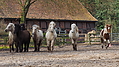 P0000127-Islandfohlen2015-03-07_17-13-09P30721542015-03-07_13-05-082_399_KB.JPG