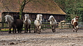 P0000129-Islandfohlen2015-03-07_17-13-43P30721562015-03-07_13-05-082_879_KB.JPG