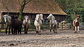 P0000130-Islandfohlen2015-03-07_17-13-58P30721572015-03-07_13-05-082_922_KB.JPG