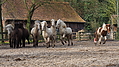 P0000131-Islandfohlen2015-03-07_17-14-22P30721582015-03-07_13-05-083_558_KB.JPG