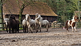 P0000132-Islandfohlen2015-03-07_17-14-45P30721592015-03-07_13-05-083_833_KB.JPG