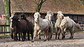 P0000134-Islandfohlen2015-03-07_17-18-57P30721612015-03-07_13-05-081_957_KB.JPG