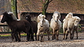 P0000136-Islandfohlen2015-03-07_17-19-58P30721632015-03-07_13-05-101_876_KB.JPG