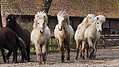 P0000137-Islandfohlen2015-03-07_17-20-44P30721642015-03-07_13-05-101_631_KB.JPG