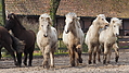 P0000138-Islandfohlen2015-03-07_17-21-28P30721652015-03-07_13-05-101_641_KB.JPG