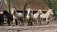 P0000141-Islandfohlen2015-03-07_17-22-51P30721682015-03-07_13-05-102_957_KB.JPG