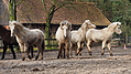 P0000142-Islandfohlen2015-03-07_17-23-05P30721692015-03-07_13-05-103_123_KB.JPG