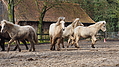 P0000143-Islandfohlen2015-03-07_17-23-26P30721702015-03-07_13-05-103_859_KB.JPG