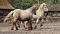 P0000152-Islandfohlen2015-03-07_17-26-14P30721802015-03-07_13-05-121_705_KB.JPG