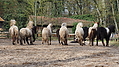 P0000153-Islandfohlen2015-03-07_17-26-41P30721902015-03-07_13-05-144_206_KB.JPG