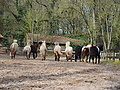 P0000155-Islandfohlen2015-03-07_13-05-16P30721922015-03-07_13-05-167_929_KB.JPG