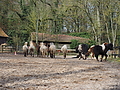 P0000161-Islandfohlen2015-03-07_13-05-16P30721982015-03-07_13-05-167_633_KB.JPG