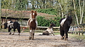 P0000164-Islandfohlen2015-03-08_08-48-56P30722012015-03-07_13-05-222_134_KB.JPG