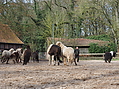 P0000212-Islandfohlen2015-03-08_09-01-29P30722572015-03-07_13-05-445_735_KB.JPG