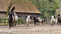 P0000217-Islandfohlen2015-03-08_09-03-24P30722632015-03-07_13-05-503_280_KB.JPG