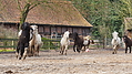 P0000218-Islandfohlen2015-03-08_09-03-45P30722642015-03-07_13-05-503_238_KB.JPG