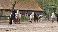 P0000219-Islandfohlen2015-03-08_09-04-33P30722652015-03-07_13-05-503_300_KB.JPG