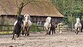 P0000220-Islandfohlen2015-03-08_09-04-59P30722662015-03-07_13-05-502_786_KB.JPG