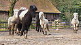 P0000225-Islandfohlen2015-03-08_09-07-33P30722712015-03-07_13-05-502_191_KB.JPG