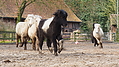 P0000227-Islandfohlen2015-03-08_09-08-42P30722732015-03-07_13-05-502_802_KB.JPG