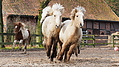 P0000232-Islandfohlen2015-03-08_09-10-45P30722782015-03-07_13-05-501_568_KB.JPG