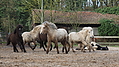 P0000255-Islandfohlen2015-03-08_09-15-57P30723222015-03-07_13-06-161_625_KB.JPG