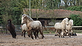 P0000256-Islandfohlen2015-03-08_09-16-25P30723242015-03-07_13-06-161_902_KB.JPG