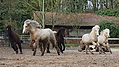 P0000257-Islandfohlen2015-03-08_09-17-06P30723252015-03-07_13-06-161_947_KB.JPG