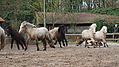 P0000258-Islandfohlen2015-03-08_09-17-39P30723262015-03-07_13-06-162_541_KB.JPG