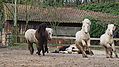 P0000260-Islandfohlen2015-03-08_09-18-47P30723292015-03-07_13-06-161_421_KB.JPG