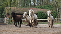 P0000261-Islandfohlen2015-03-08_09-19-32P30723372015-03-07_13-06-182_145_KB.JPG