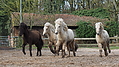 P0000262-Islandfohlen2015-03-08_09-20-06P30723382015-03-07_13-06-181_872_KB.JPG