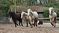 P0000264-Islandfohlen2015-03-08_09-20-51P30723402015-03-07_13-06-181_918_KB.JPG