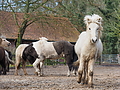 P0000296-Islandfohlen2015-03-07_13-06-58P30724692015-03-07_13-06-586_886_KB.JPG