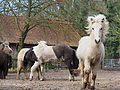 P0000297-Islandfohlen2015-03-07_13-06-58P30724702015-03-07_13-06-586_793_KB.JPG