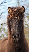 P0000311-Islandfohlen2015-03-08_10-03-28P30725072015-03-07_13-07-101_893_KB.JPG