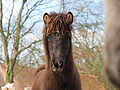 P0000312-Islandfohlen2015-03-07_13-07-10P30725082015-03-07_13-07-107_960_KB.JPG