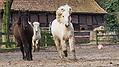 P0000315-Islandfohlen2015-03-08_10-05-44P30725702015-03-07_13-07-321_446_KB.JPG