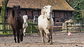 P0000316-Islandfohlen2015-03-08_10-06-06P30725712015-03-07_13-07-321_318_KB.JPG