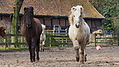 P0000321-Islandfohlen2015-03-08_10-08-47P30725762015-03-07_13-07-321_850_KB.JPG