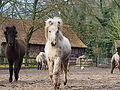 P0000329-Islandfohlen2015-03-07_13-07-34P30725862015-03-07_13-07-346_287_KB.JPG