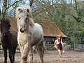 P0000332-Islandfohlen2015-03-08_10-13-46P30725892015-03-07_13-07-344_551_KB.JPG