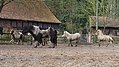 P0000357-Islandfohlen2015-03-08_10-25-36P30727082015-03-07_13-08-263_158_KB.JPG