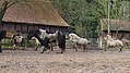 P0000358-Islandfohlen2015-03-08_10-25-26P30727092015-03-07_13-08-263_266_KB.JPG