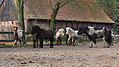 P0000363-Islandfohlen2015-03-08_10-27-32P30727262015-03-07_13-08-283_202_KB.JPG