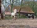 P0000367-Islandfohlen2015-03-07_13-08-32P30727502015-03-07_13-08-327_948_KB.JPG